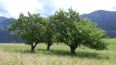 Landscape Tyrol, Trees and Alps, Dolomites Video stock 83473859