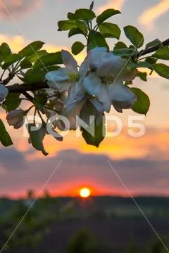 Landscape, Ukrainian landscape, sunset in the field, apple blossom Stock Photos