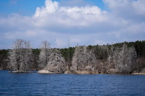 Landscape with unique white trees, spring day Stock Photos