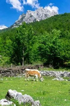 Landscape of Valbona Village with Cow in Albania. Stock Photos