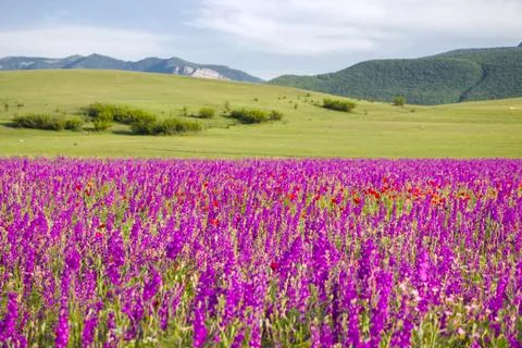 Landscape of the valley Stock Photos