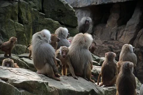 Landscape of various monkeys primate in enclosure at Berlin Zoo in Mitte Berl Stock Photos