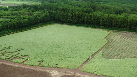A landscape of vast buckwheat flower fields. Drone shot. Jeju Island Stock Footage 196553030