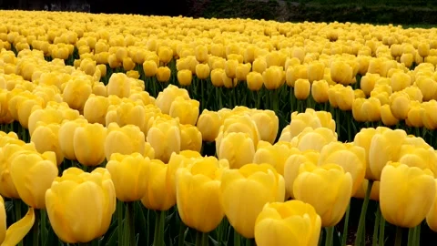 A landscape of vast fields of yellow tulips Stock Footage 335179700