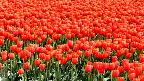 A landscape of vast orange tulip fields Stock Footage 335124995
