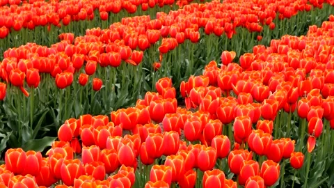 A landscape of vast orange tulip fields Stock Footage 335173925