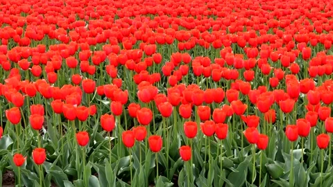 A landscape of vast tulip fields Stock Footage 335135483