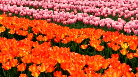 A landscape of vast tulip fields Stock Footage 335153764