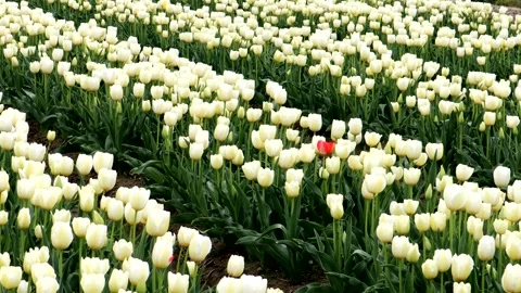 A landscape of vast tulip fields Stock Footage 335178058