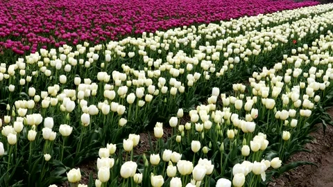 A landscape of vast tulip fields Stock Footage 335179348