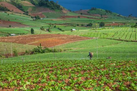 Landscape of vegetable field Stock Photos