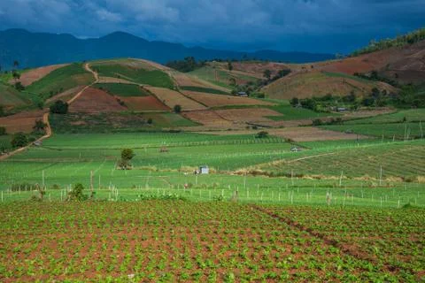 Landscape of vegetable field Stock Photos