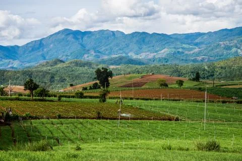 Landscape of vegetable field Stock Photos