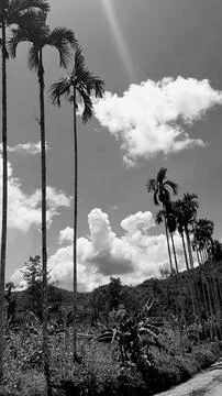 Landscape, vertical picture, white cloud vintage sky roadside, with daylight. Foto stock