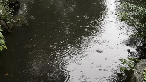 Landscape video of rain ripples and drops on pond surface in green nature Stock Footage 346704380