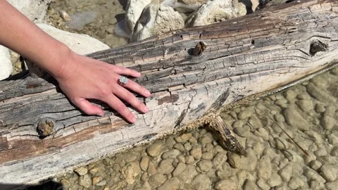 Landscape video ring hand along weathered driftwood in soft light Stock Footage 319402730