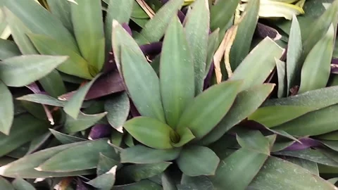 Landscape video, this is a shell pineapple ornamental plant Stock Footage 228806916