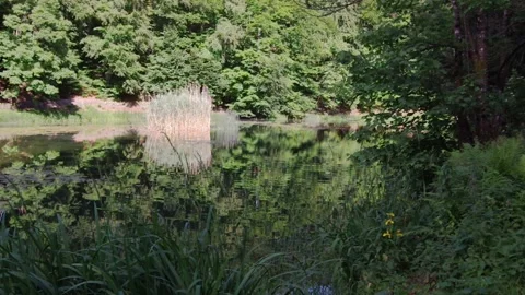 Landscape view of the artificial lake and a bush in the middle. Full HD 库存影片 140231148