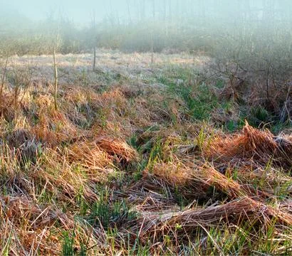 Landscape view of autumn fields and mist in the morning. Dry grass in a remote Stock Photos