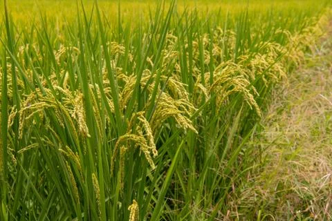 Landscape View Of Beautiful Rice Fields At Brown Avenue, Stock Photos