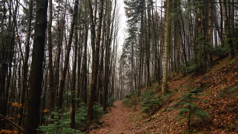 Landscape view of calm rain in beautiful spring forest Stock Footage 326097735