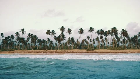 Landscape view of calm waves of sea water near the evening palm beach. Vidéo 252159896