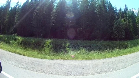 Landscape view from the car window on the forest Video stock 92981428