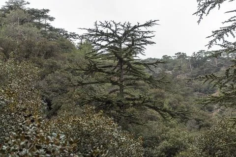 Landscape view of the cedar valley in Cyprus.... landscape view of the cedar  Stock Photos