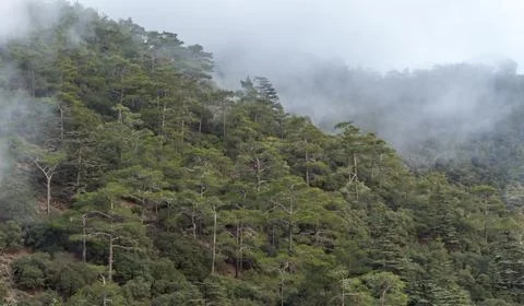 Landscape view of the cedar valley in Cyprus.... landscape view of the cedar  Stock Photos