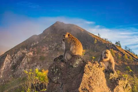 A landscape view of cloud covered Mount Batur and monkeys at the top of the m Stock Photos