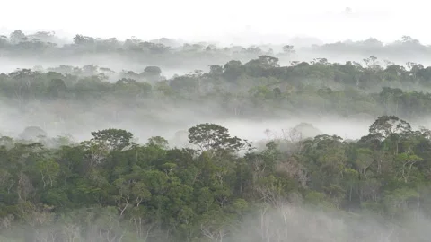 Landscape view of a cloud forest in the morning Stock Footage 307883521