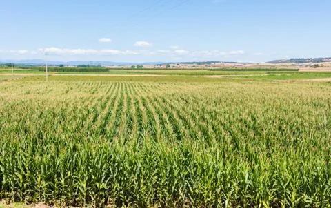 Landscape view of a corn field. Stock Photos