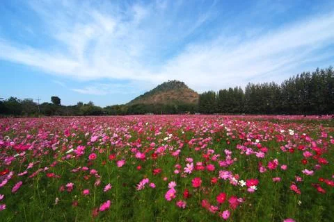 A landscape view of cosmos flower field (farm) Stock Photos