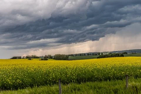 A landscape view of dark storm clouds over a field of rape seed. Fotos Stock