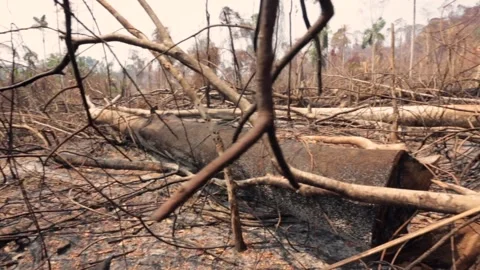 Landscape view of deforestation in the amazon rainforest. Trees cut and burned  Stock Footage 232703676
