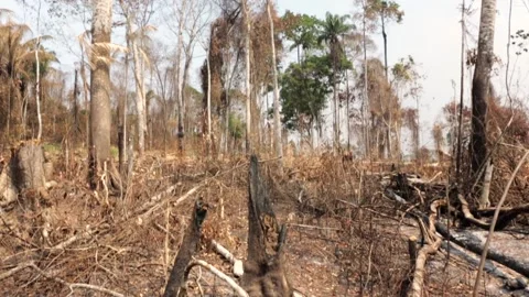 Landscape view of deforestation in the amazon rainforest. Trees cut and burned  Stock Footage 232703678