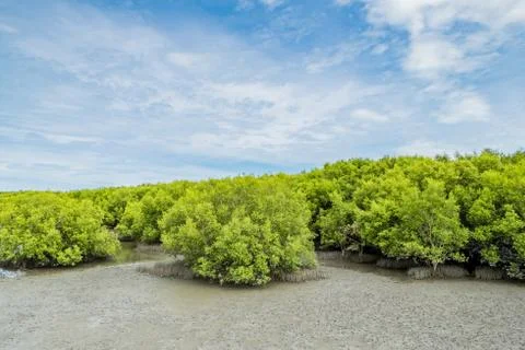 Landscape view of ebb tide time of Mangrove forest and blue sky, Nature outdo Stock Photos