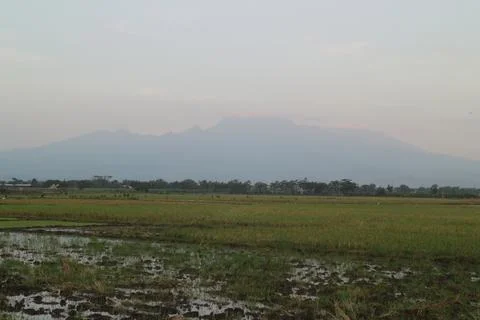 Landscape view of empty rice field Stock Photos
