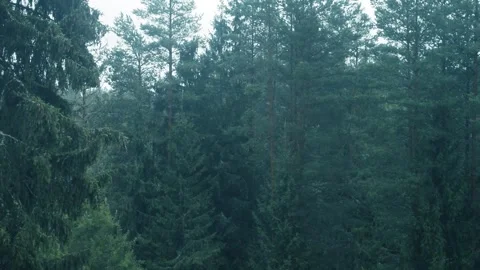 Landscape with view of evergreen forest from train window Stock Footage 287518923