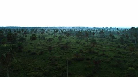 This landscape view features expansive green fields and scattered palm trees Fotos de archivo