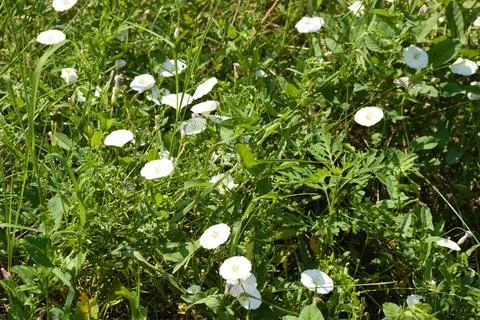 Landscape view of field bindweed with selective focus on the foreground Foto stock