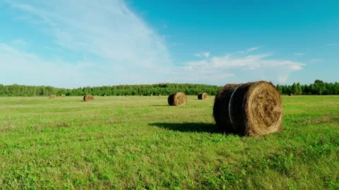 Landscape view of a field with round bales of hay. Rural area. Stock Footage 315737528