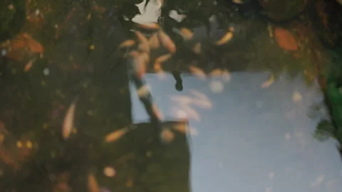 Landscape view of fish pond with rocks and ferns. 库存影片 264145804