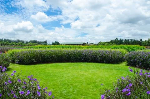 Landscape view flowers Stock Photos