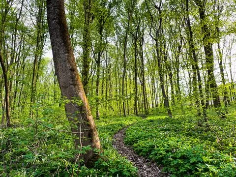 Landscape with a view of the forest with a path Stock Photos