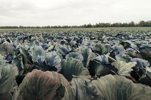 Landscape view of a freshly growing cabbage field Stock Photos