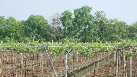 Landscape view of green grape farm in summer daytime in Thailand Stock Footage 276353210