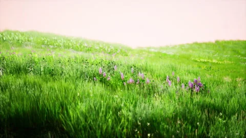 Landscape view of green grass on slope at sunrise Stock Footage 229840715