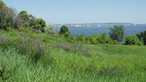Landscape with a view of a green meadow Stock Footage 131464140