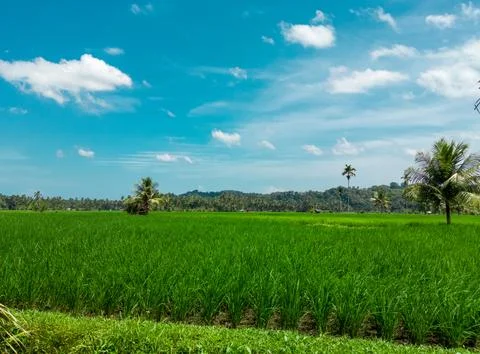 Landscape view of green rice fields and blue sky during the day Stock Photos